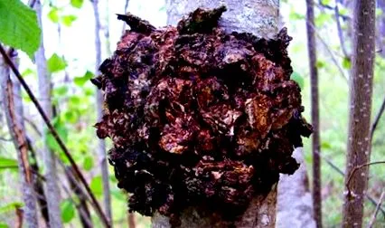 chaga