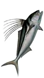 kakas