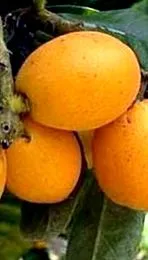 medlar