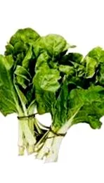 мангольду мангольду