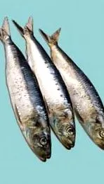калорій сардини калорій сардини