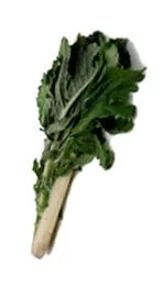 thistle