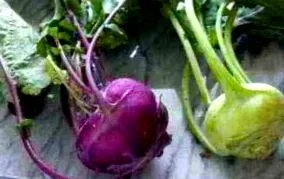 kohlrabi