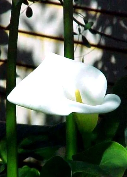 calla