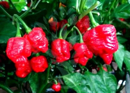 moruga