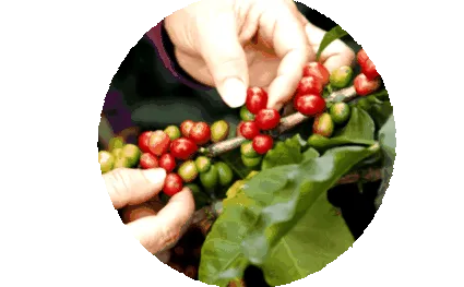 cafélab