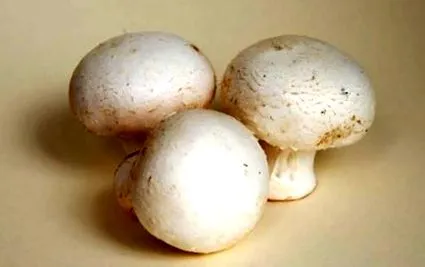 agaricus