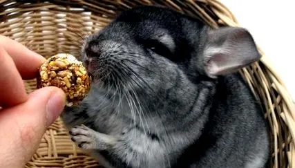 dieta