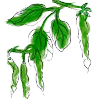 bean