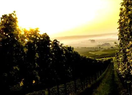 vino készül