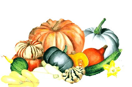 Cucurbita pepo