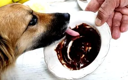моєї собаки