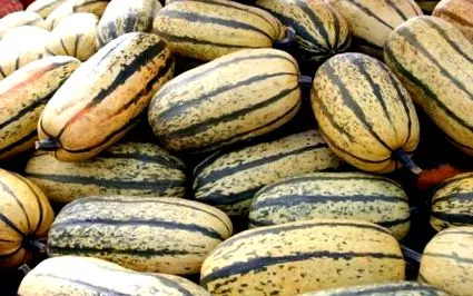 squash
