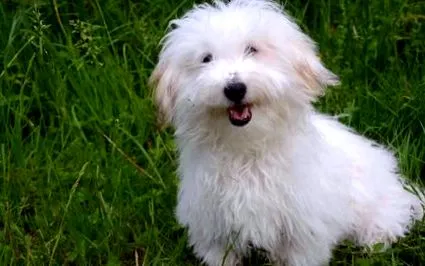 coton