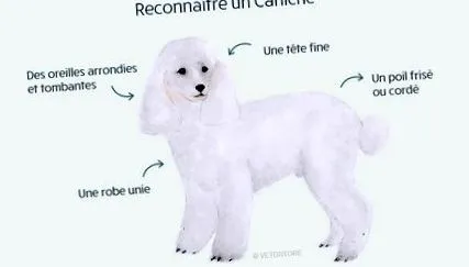 uscată