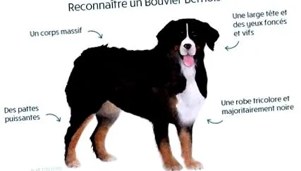 mâncare
