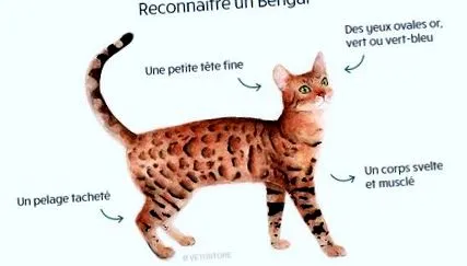mâncare