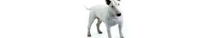 bullterrier
