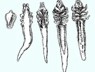 folliculorum