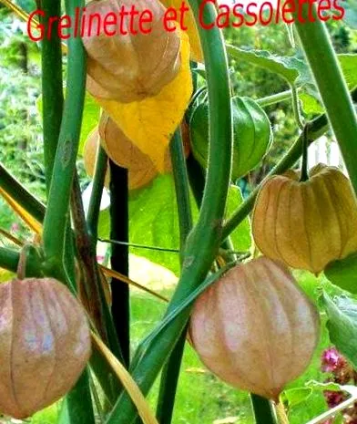 ornamentale