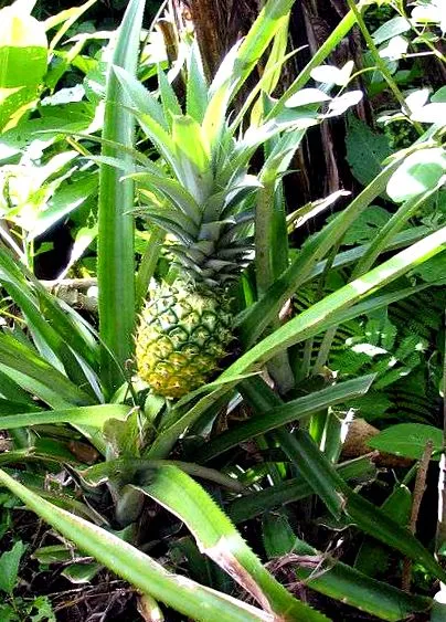 ananas ananas