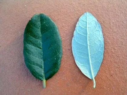 feijoaselor