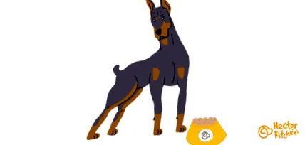 pinscher doberman