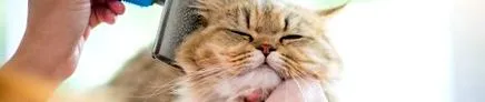 котячу