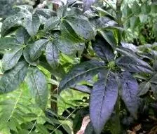 plante