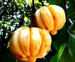 cambogia