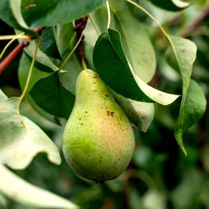 fructe