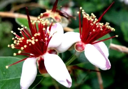 feijoa