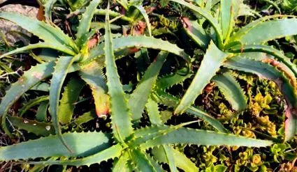 aloe
