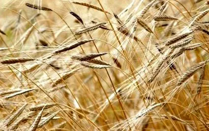 făină