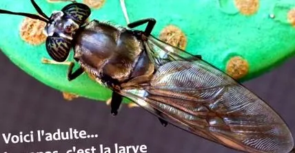 кучешки струва