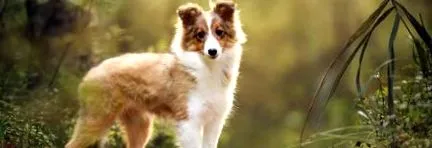 sheepdog