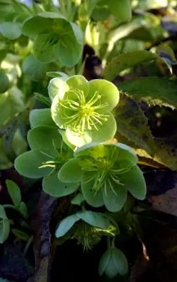Helleborus niger
