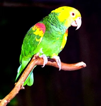 psittacidae
