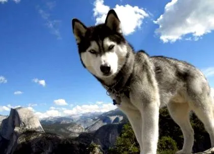 siberian