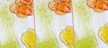 casă