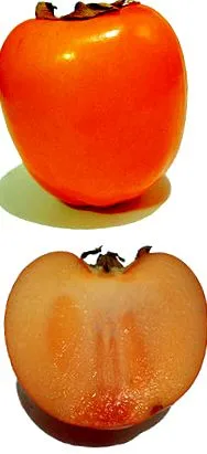 definíció