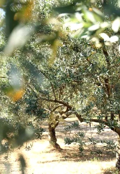 olívaolaj