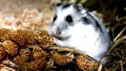 dieta