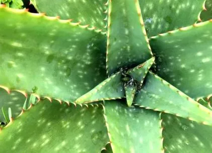 aloe