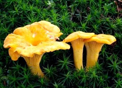 totul chanterelle