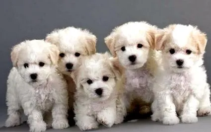 bichon