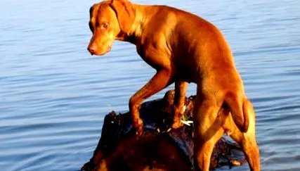 pointer