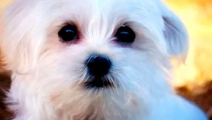jellem bichon