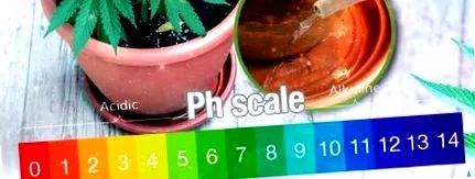 plantele bună
