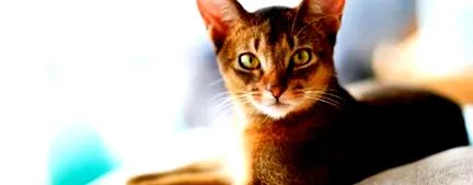 chat